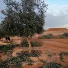 زيتون مثمر نيبالي واسباني ونخيل عربي واشنطني