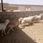 خرفان - جذعان - رفيدي مقفله شحم