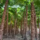 يوجد جميع انواع النخيل