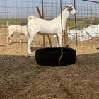 تيس بيشي فاخر اكحل