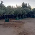 اشجار مثمر للبيع