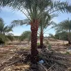 نقوم بتوريدوزراعه جميع انواع النخيل والزيتون واليومون