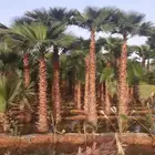 نخل زينه شنطونياء