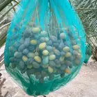 نخل إخلاص تمر حول 80 نخله