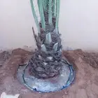 نخل من اصغر حجم لا اكبر حجم لا 7متر