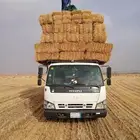 موجود تيبن شدميتر