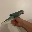 كويكر اليف ( تم البيع )