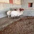 ثلاث شياه فاخره وجرومها ناهي ومغلقه شحم ولحم