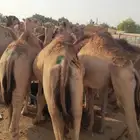 قعدان صومالية نخب طيب ماشاء الله
