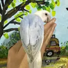 روز اليف جدا ولون مميز (( تم البيع))