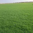 ثيل سئ 2000صافي وطبيعي الموقع الخرج