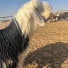 فحل نجدي ضخم جدا وصنف الصنف