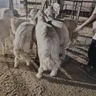 غنم حريه مرابي الطائف