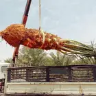 نخل للبيع شيشي واشنطني برحي صقعي نخيل اخلاص منيفي روثانا