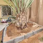 نخل توريد وزراعه