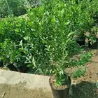 مشتل زراعي بأسعار مناسبة جدا