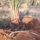 يوجد لدينا جميع انواع النخيل وجميع المقسات المختلفه