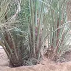 نقوم بتوريد وزاعة جميع انواع النخيل العربي والواشن