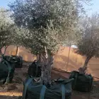 زيتون نيبالي معمر