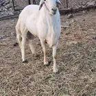 ماشاءالله تبارك الرحمن خروف سديس فحل للبيع
