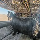 عنز عرضيه للبيع