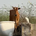 بقرة للبيع