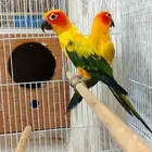 جوز صن كنيور منتج شرط