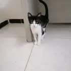 قطط للتبنى