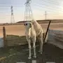 حاشي للبيع