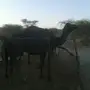 خلفه ملحا