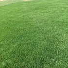 ابومحمدلجميع العشب الطبيعي