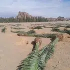 نخل عربي نخيل فسايل جثايث