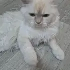 قطط التزاوج هملايا و شيرازي و سيامي