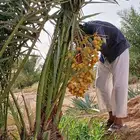 فسايل مثمر بجميع انواعها ونخيل كيير