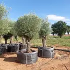 مورد اشجار زيتون
