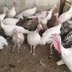 دجاج رومي للبيع