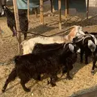 معزاء بفحلها