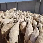 غنم طيبه العدد 82 فحولها 2 مراح واحد ديوس سليمه وصحه سليمه