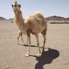 البيع خلفه
