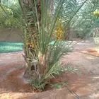 مشاءالله تبارك الله يوجد لدينا نخيل عربي مثمر