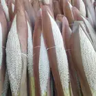 لقاح مبودر وطيب ناصج (ناجح)..