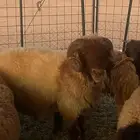 فحل نعيمي خروف