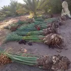 نخل البع