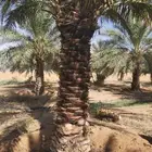 اعمال النخيل بكافة انواعها توريدها وزراعتها
