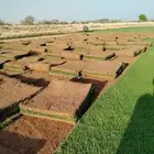 ثيل طبيعي سي 2000 فرنسي