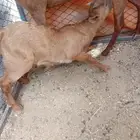 تيس محايلي حليب. ( تم البيع )