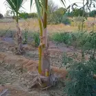 نخيل جوز الهند النارجيل