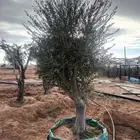 شجر زيتون معمر