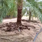 تكريب وتحويض النخيل