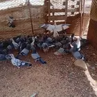 متوفر حمام بلدي للتواصل